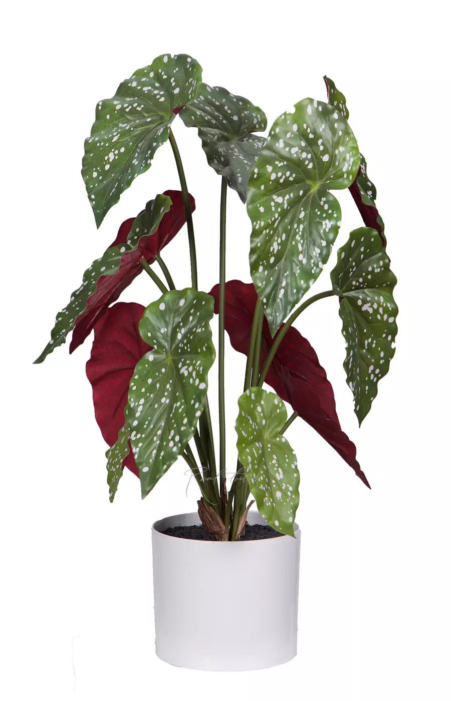 Бегония Макулата куст из 13 листьев в кашпо - Зелено-бордовый Бегония Макулата куст из 13 листьев в кашпо - Зелено-бордовый