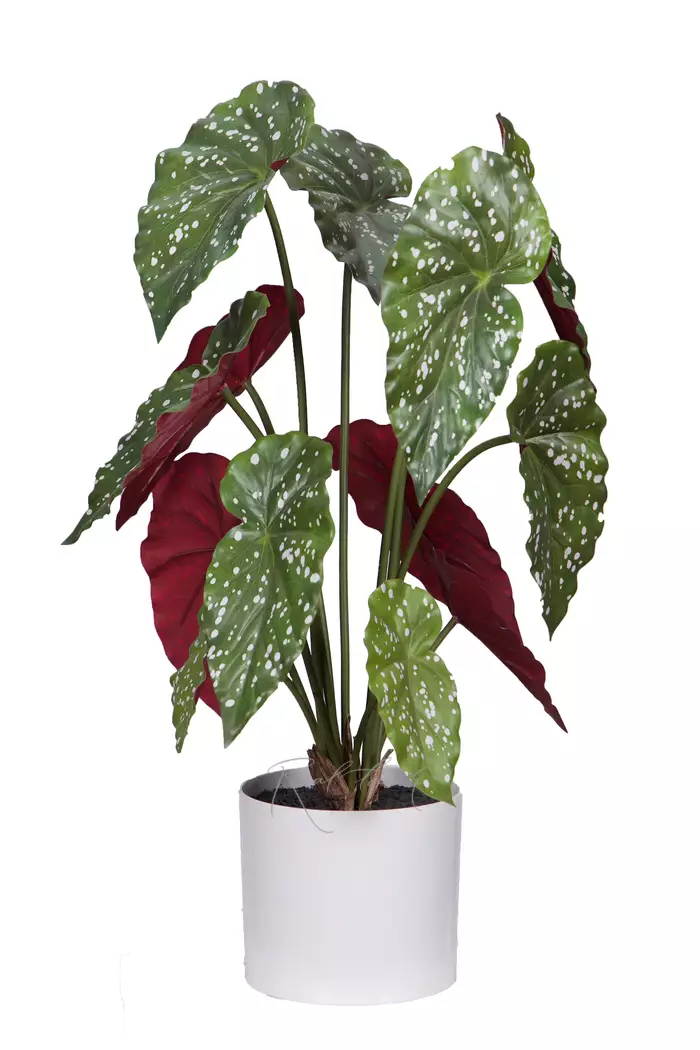 Бегония Макулата куст из 13 листьев в кашпо - Зелено-бордовый