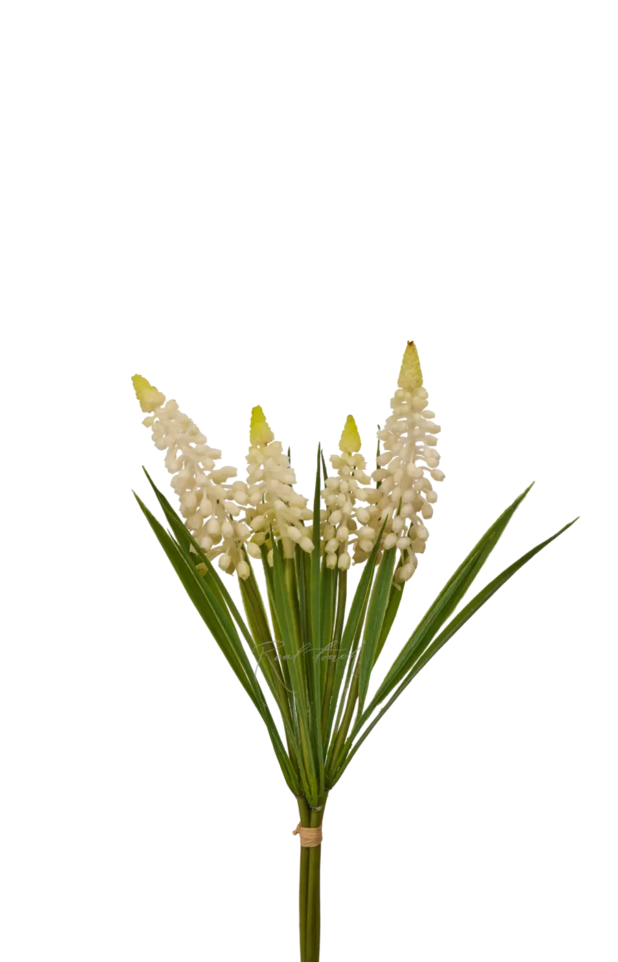 Мускари пучок - Белый