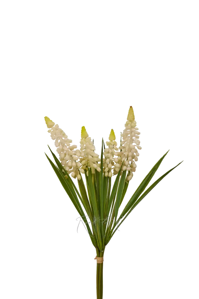 Мускари пучок - Белый