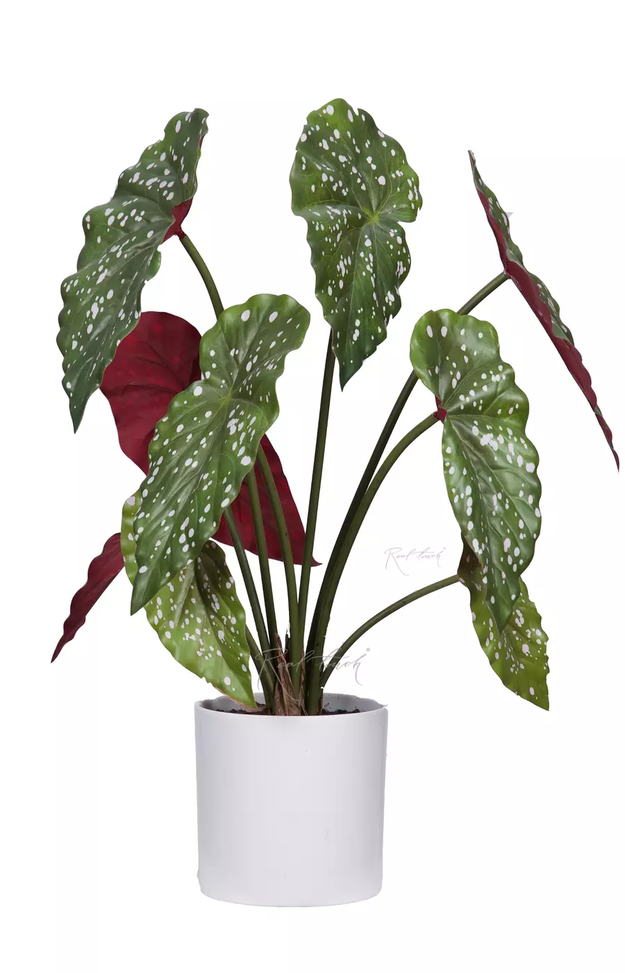 Бегония Макулата куст из 9 листьев в кашпо - Зелено-бордовый Бегония Макулата куст из 9 листьев в кашпо - Зелено-бордовый