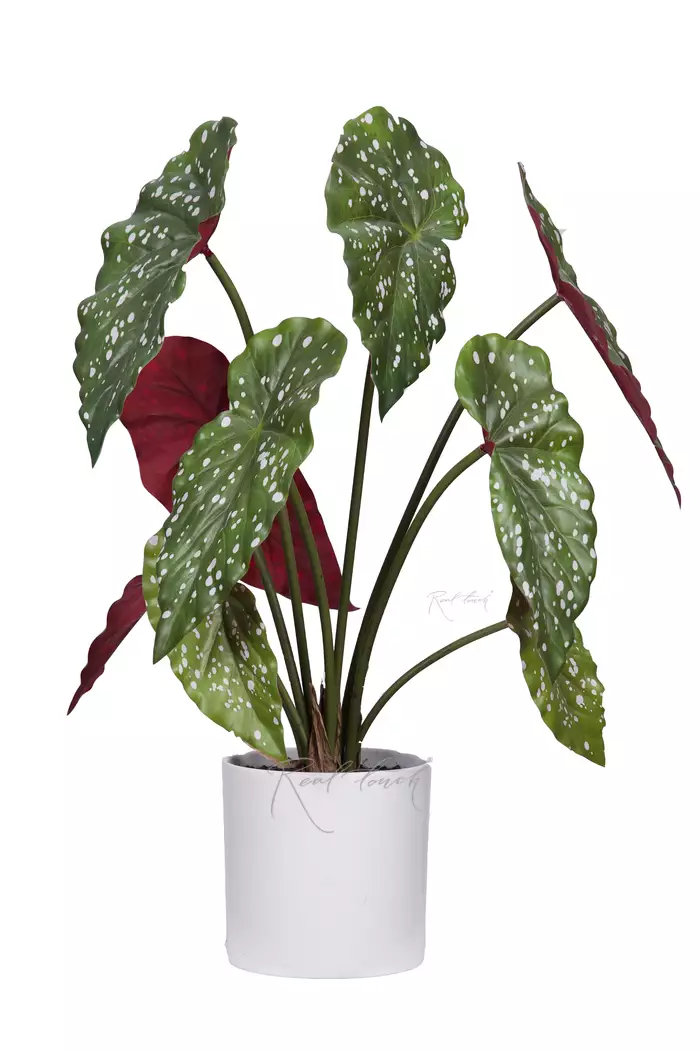 Бегония Макулата куст из 9 листьев в кашпо - Зелено-бордовый