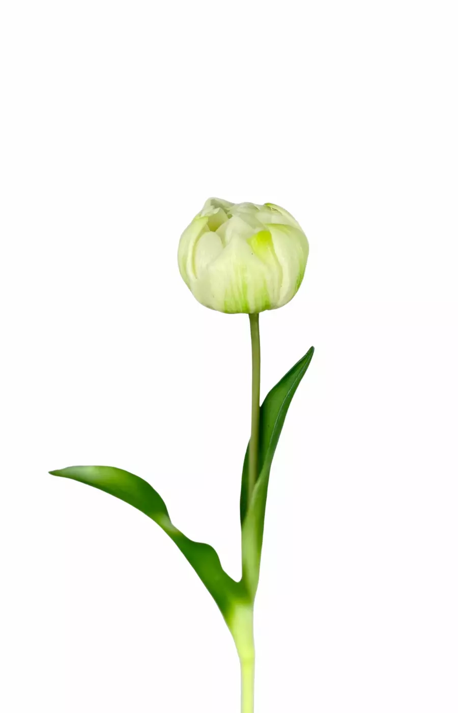 Пионовидный тюльпан - Белый