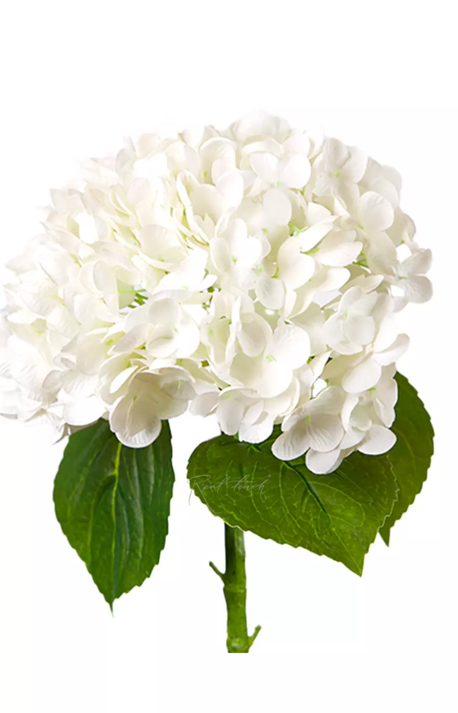 Гортензия садовая на стебле - Белый