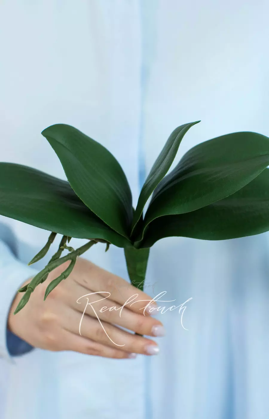 Листья Орхидеи 22см (из 5 листьев) - Зеленый
