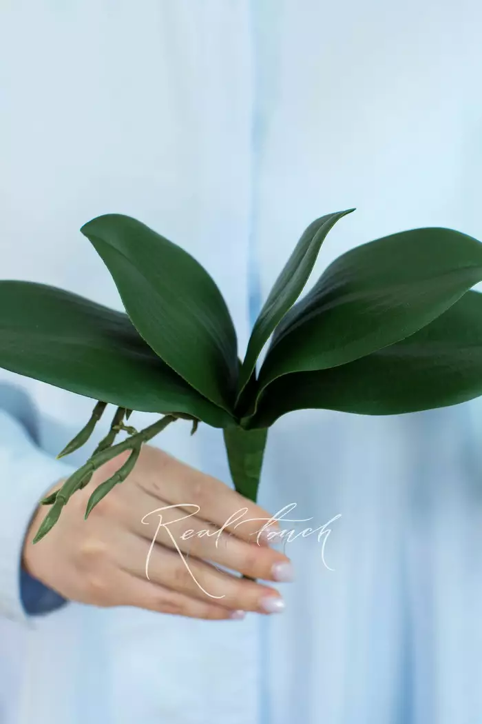 Листья Орхидеи 22см (из 5 листьев) - Зеленый