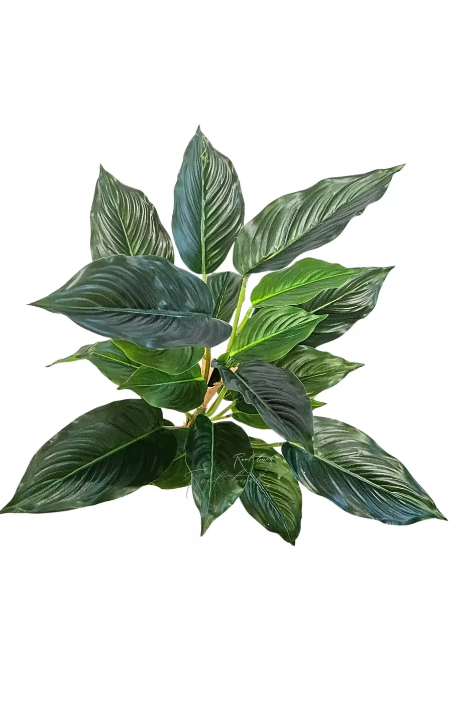 Аглаонема (24 листа) - Темно-зеленый