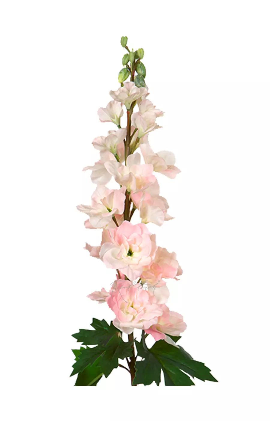 Дельфиниум малый - Светло-розовый