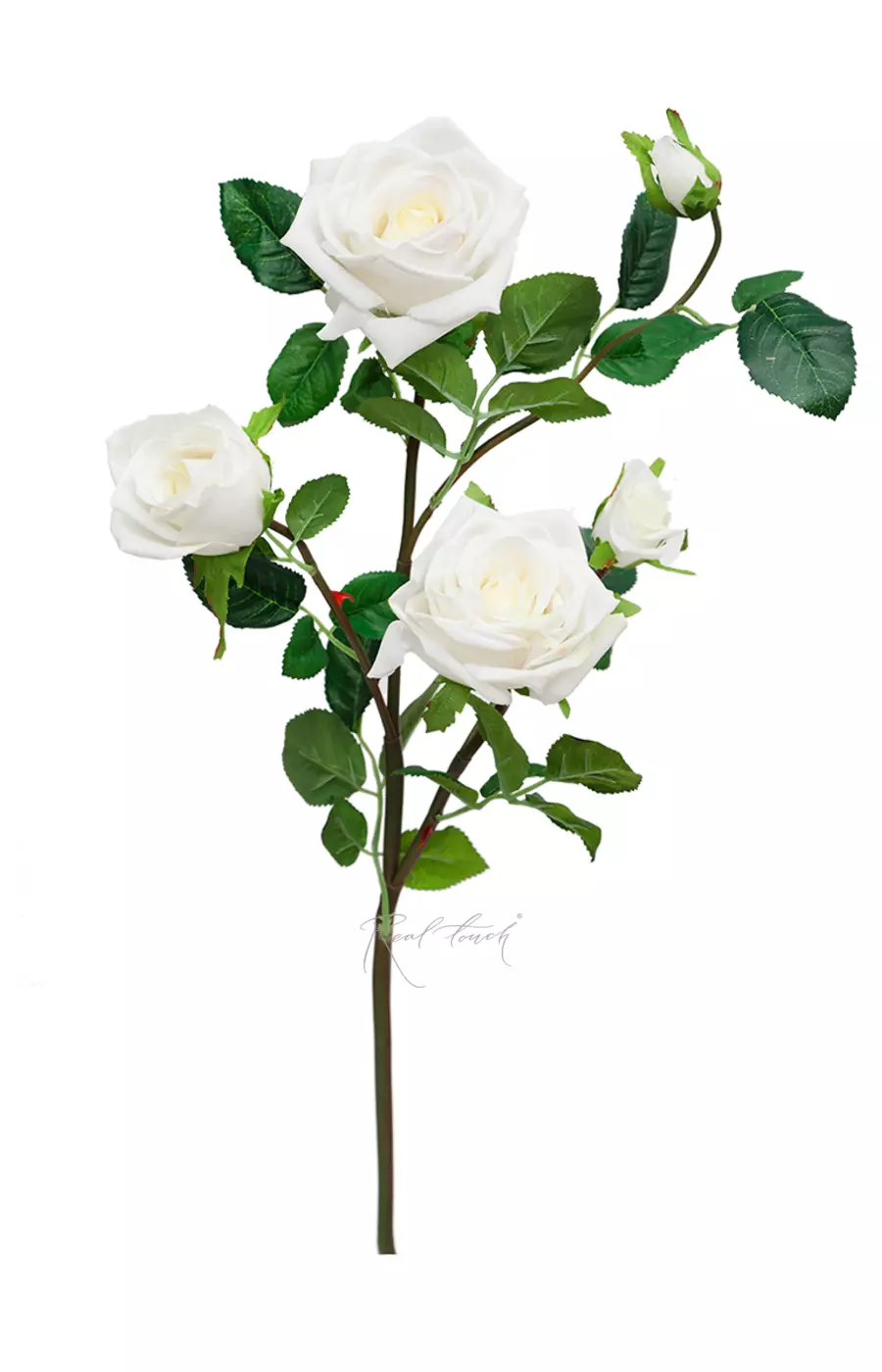 Роза Открытая 3+2 - Белый