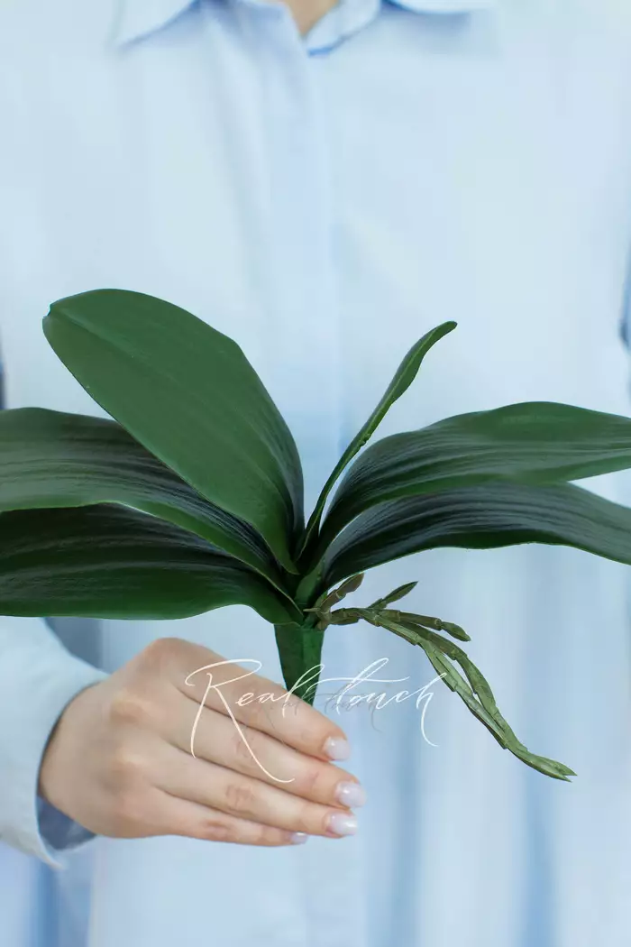 Листья Орхидеи 28см (из 6 листьев) - Зеленый