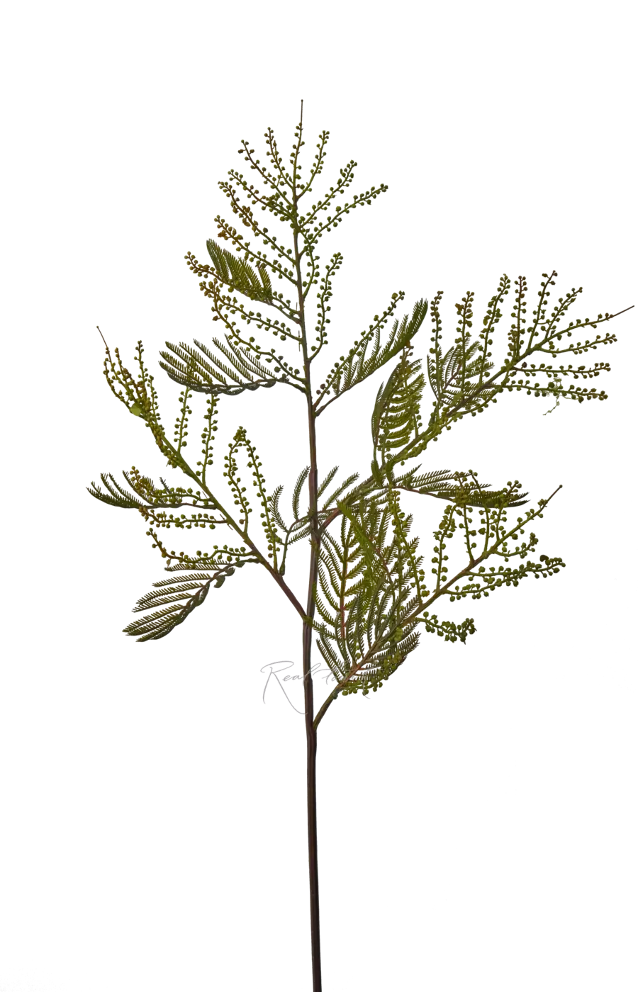 Мимоза 87 см - Зеленый Мимоза 87 см - Зеленый