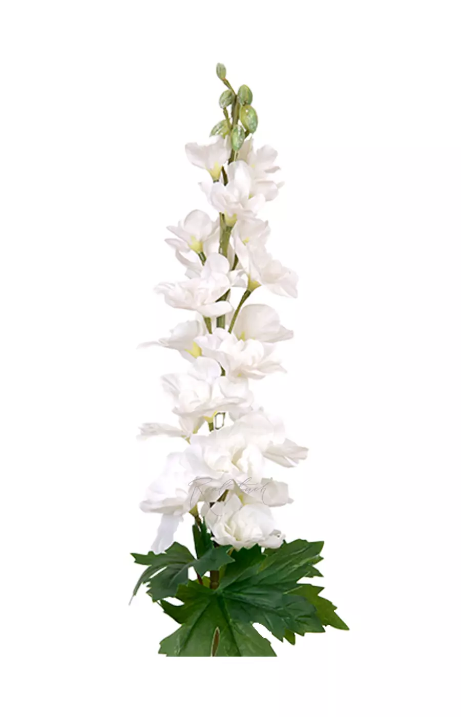 Дельфиниум малый - Белый