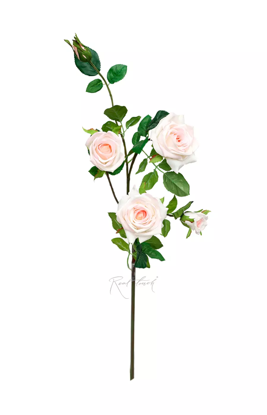 Роза Открытая 3+2 - Бело-розовый