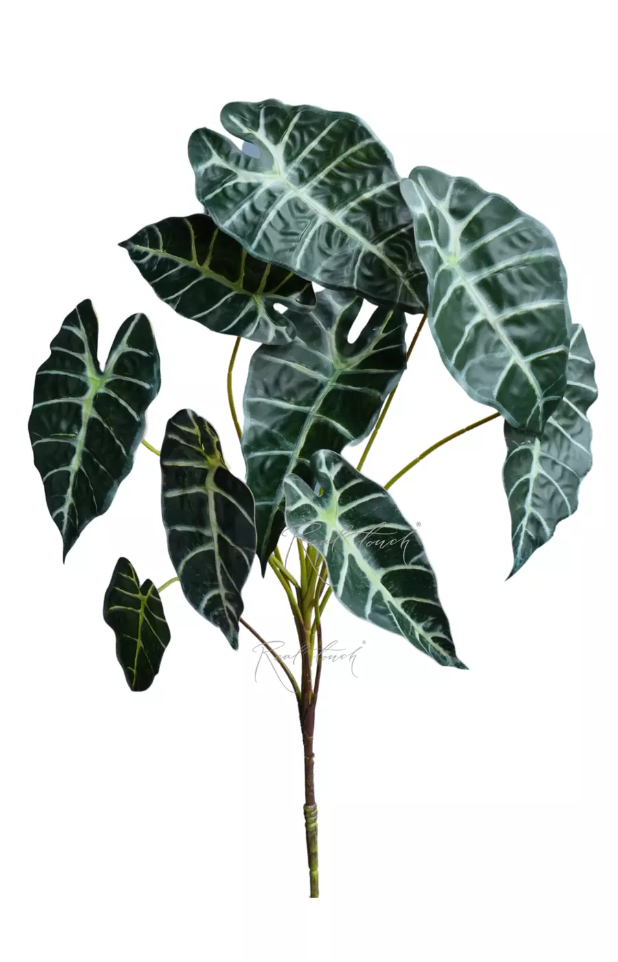 Куст Алоказии из 9 листьев - Темно-зеленый