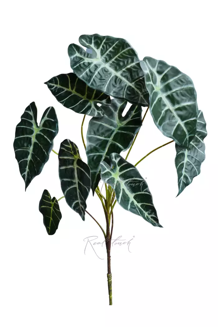 Куст Алоказии из 9 листьев - Темно-зеленый