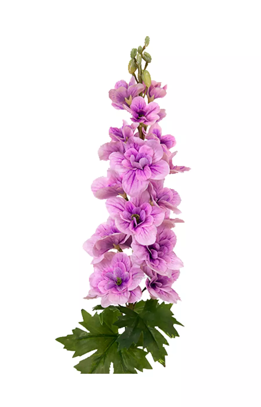 Дельфиниум малый - Фиолетовый