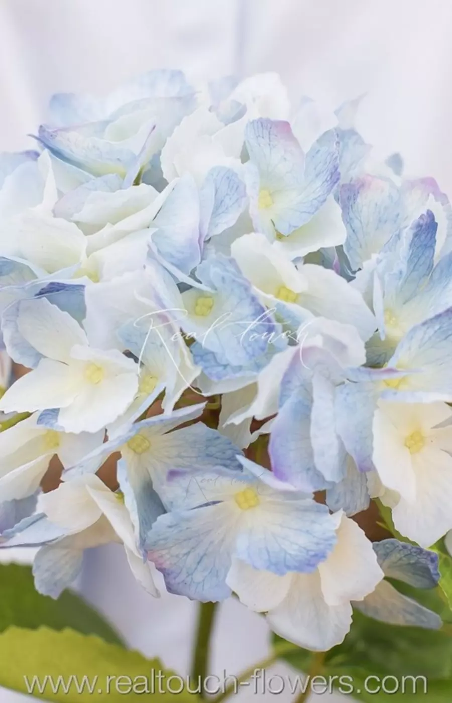 Гортензия с зубчиками на стебле - Синий