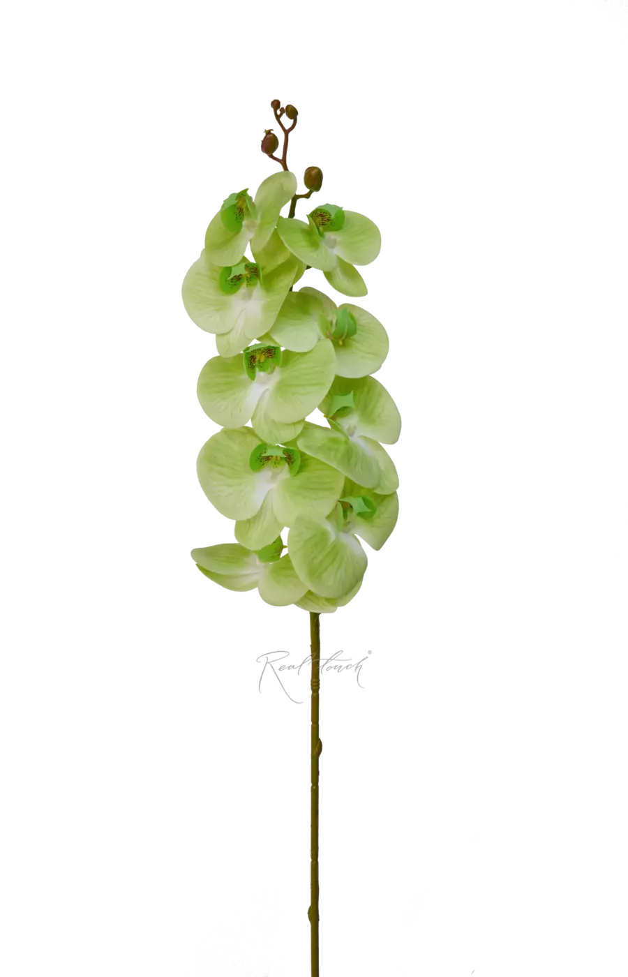 Орхидея 9 соцветий - Светло-зеленый