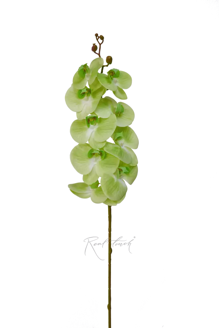 Орхидея 9 соцветий - Светло-зеленый