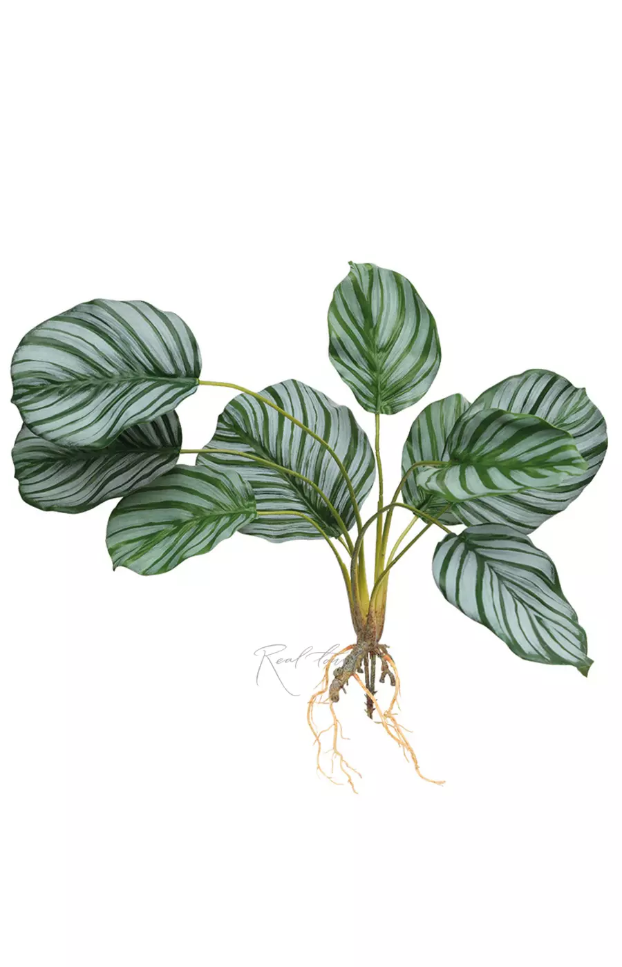 Калатея круглолистная куст из 9 листьев с корнями - Зеленый