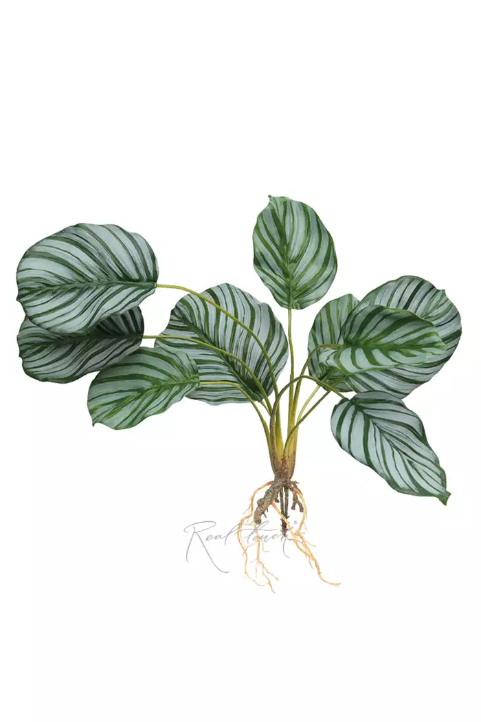 Калатея круглолистная куст из 9 листьев с корнями - Зеленый