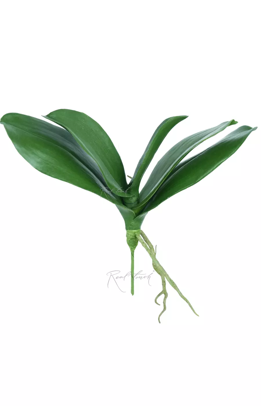 Листья Орхидеи Premium (большие)  - Зеленый