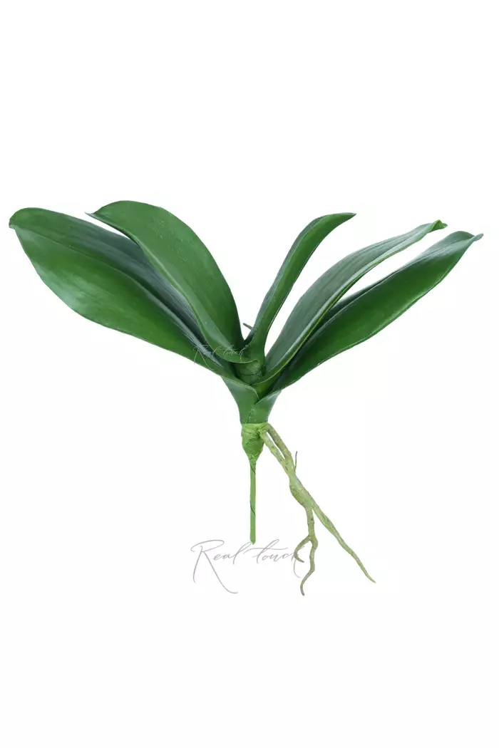 Листья Орхидеи Premium (большие) - Зеленый Листья Орхидеи Premium (большие) - Зеленый