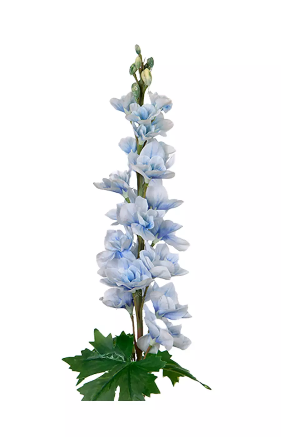 Дельфиниум малый - Голубой