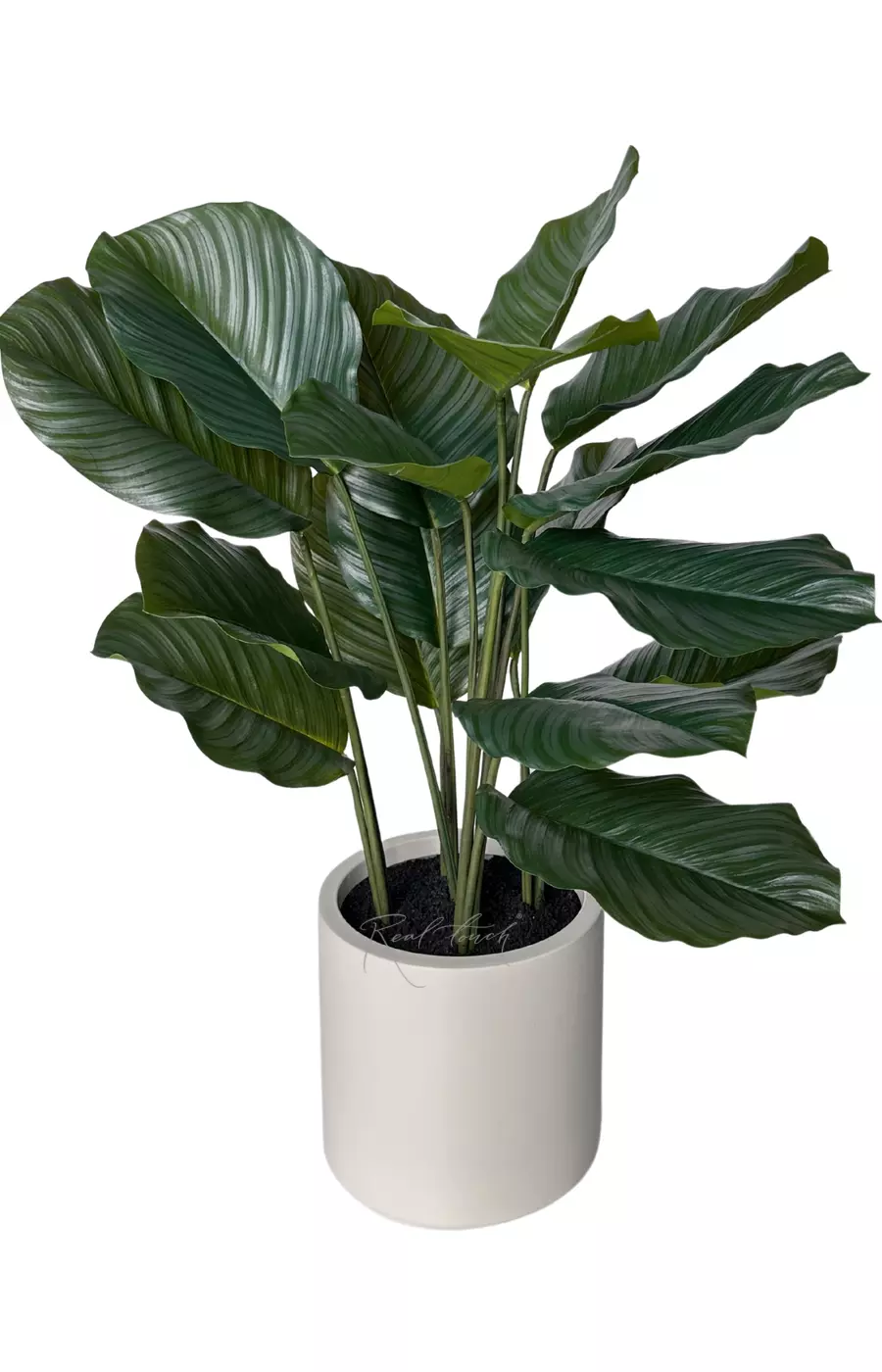 Калатея круглолистная в декоративном кашпо 95 см - Зеленый