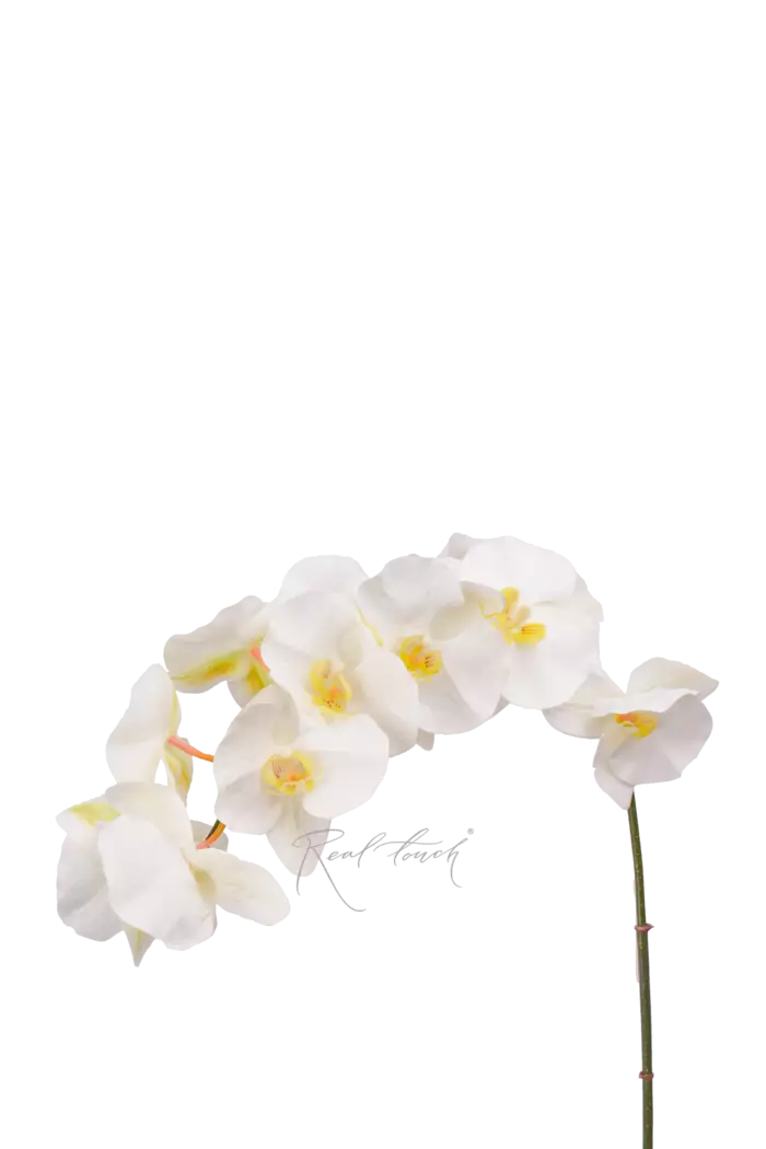 Орхидея 12 соцветий - Белый