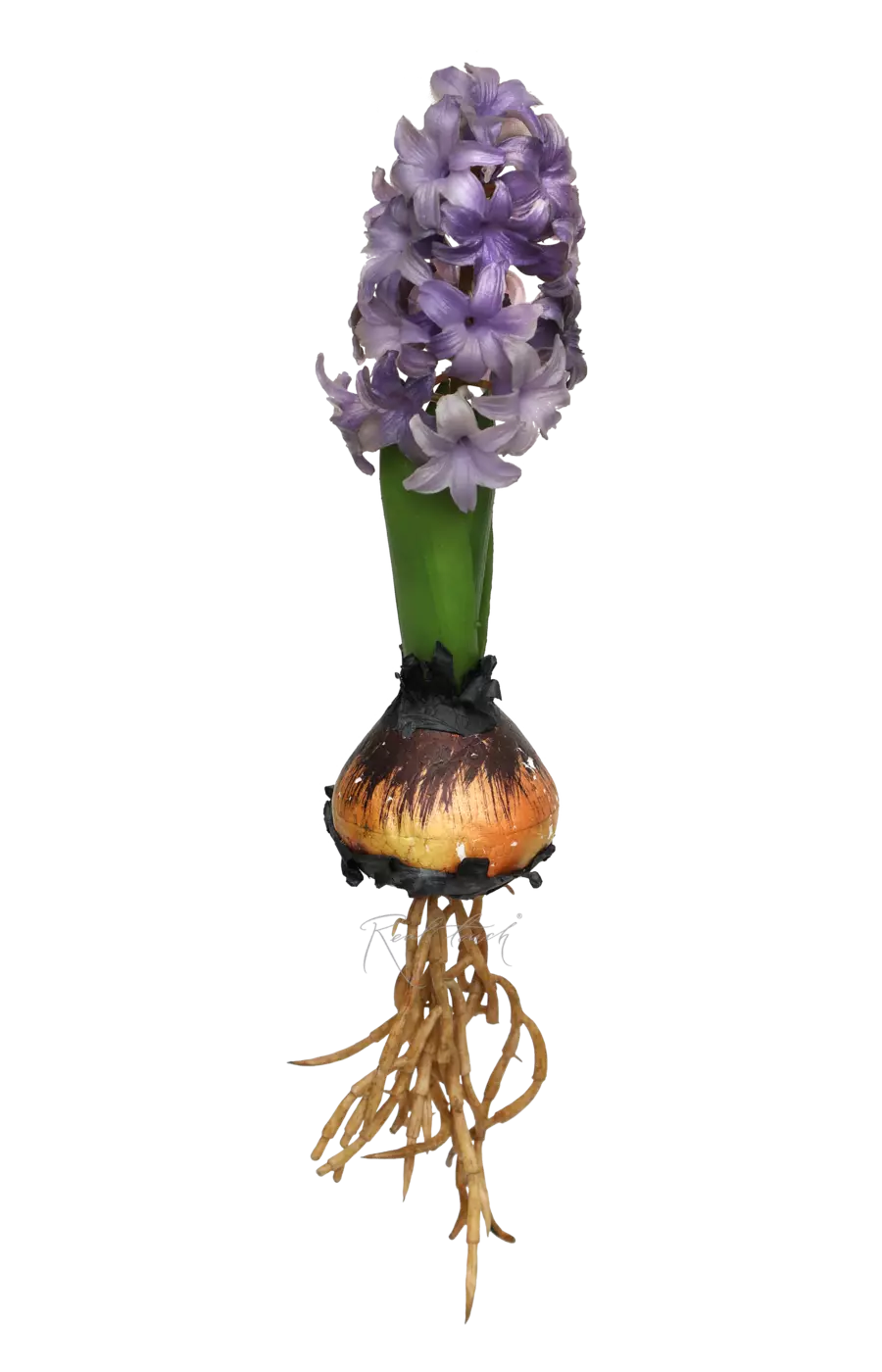 Гиацинт открытый с луковицей (827) - Фиолетовый (уценён)