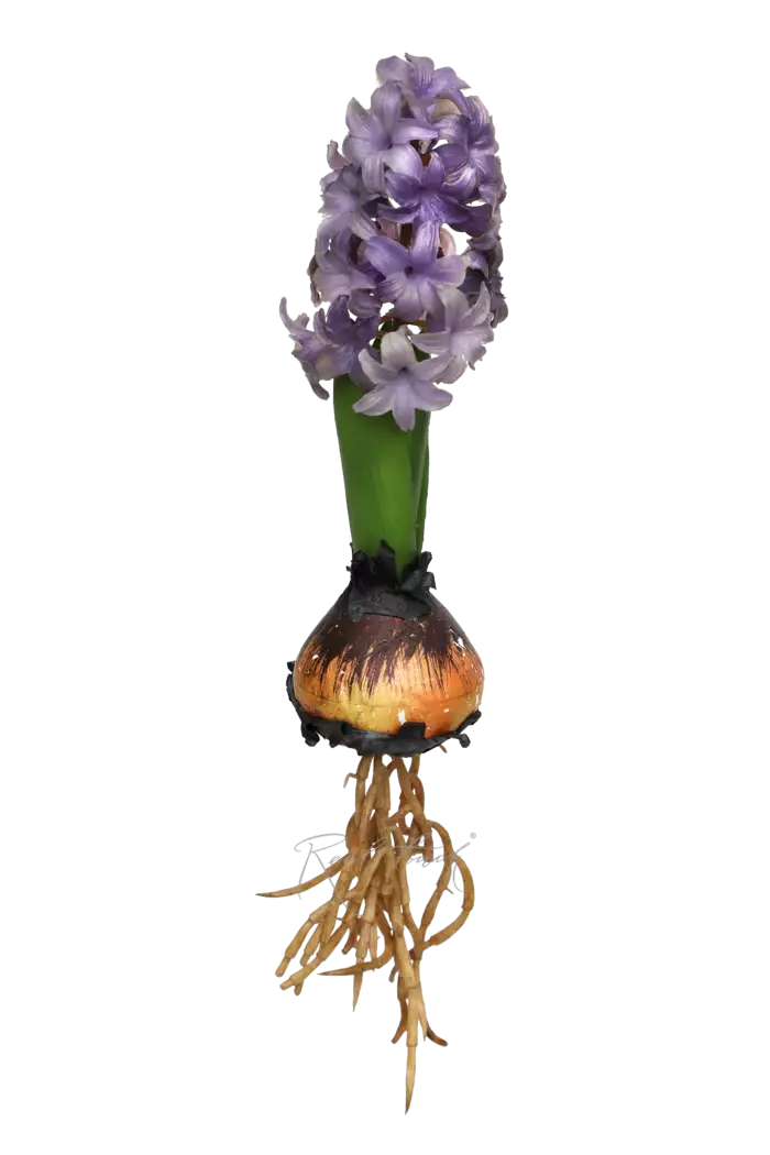 Гиацинт открытый с луковицей (827) - Фиолетовый (уценён)