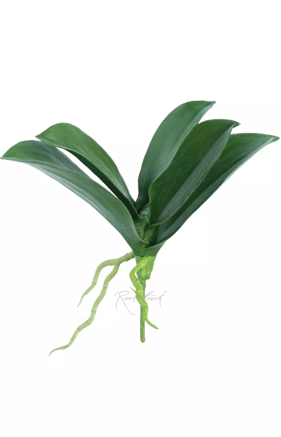 Листья Орхидеи Premium (малые)  - Зеленый