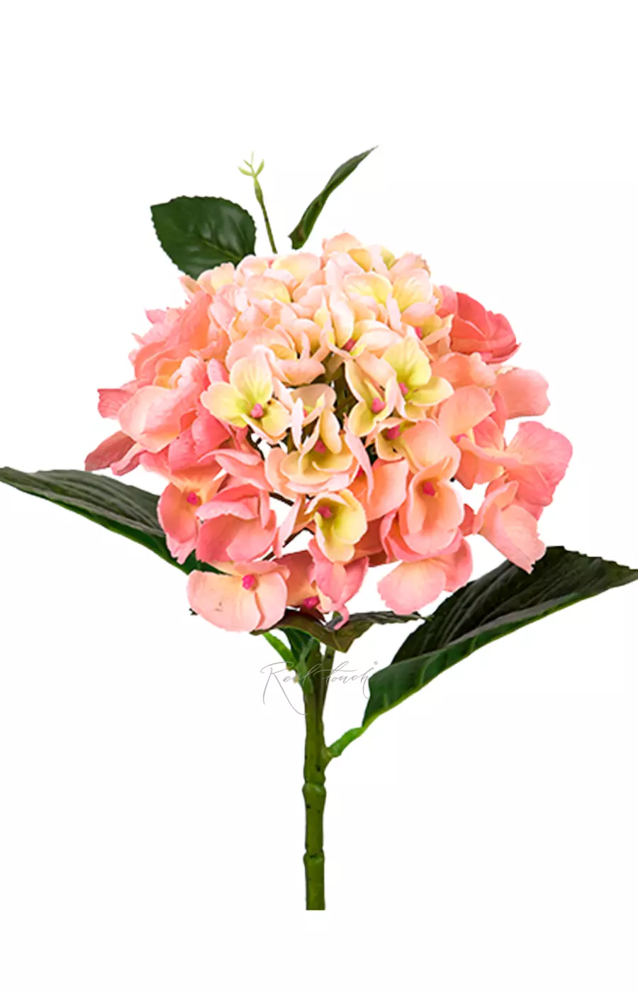 Гортензия крупнолистная small на стебле - Персиково-розовый