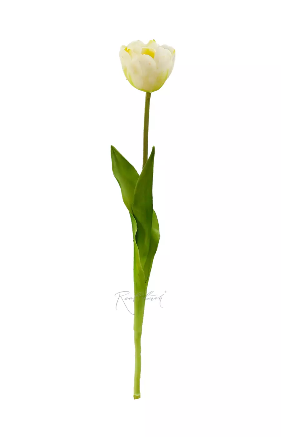 Тюльпан открытый - Белый