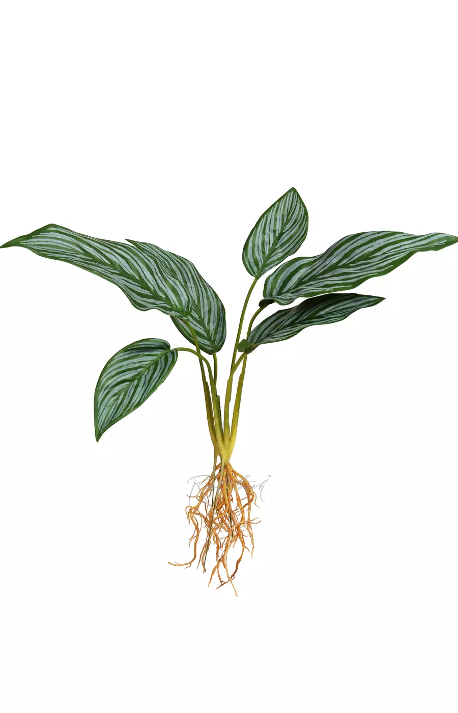 Калатея бахема куст из 6 листьев с корнями - Зеленый