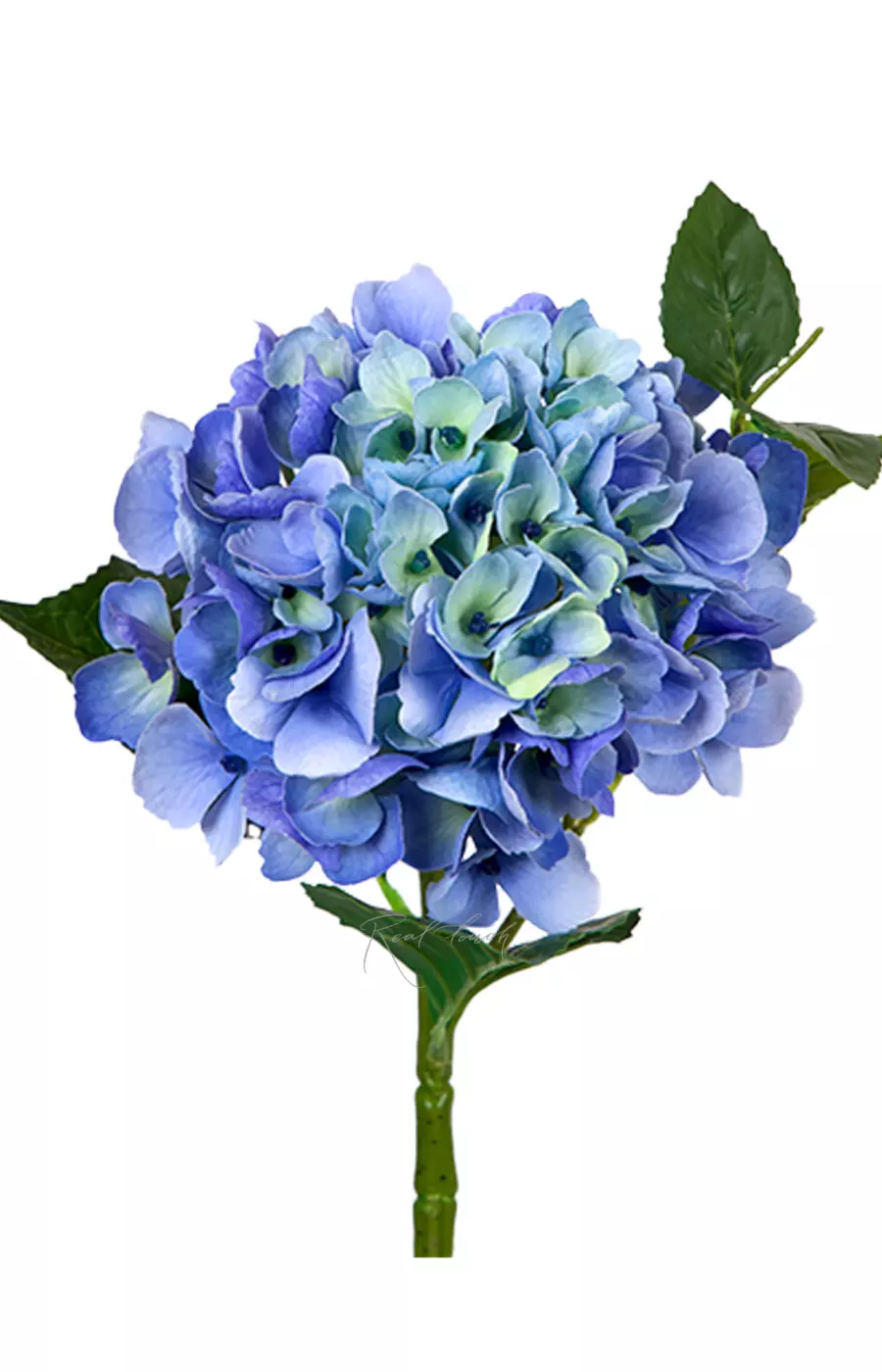 Гортензия крупнолистная small на стебле - Зелено-голубой