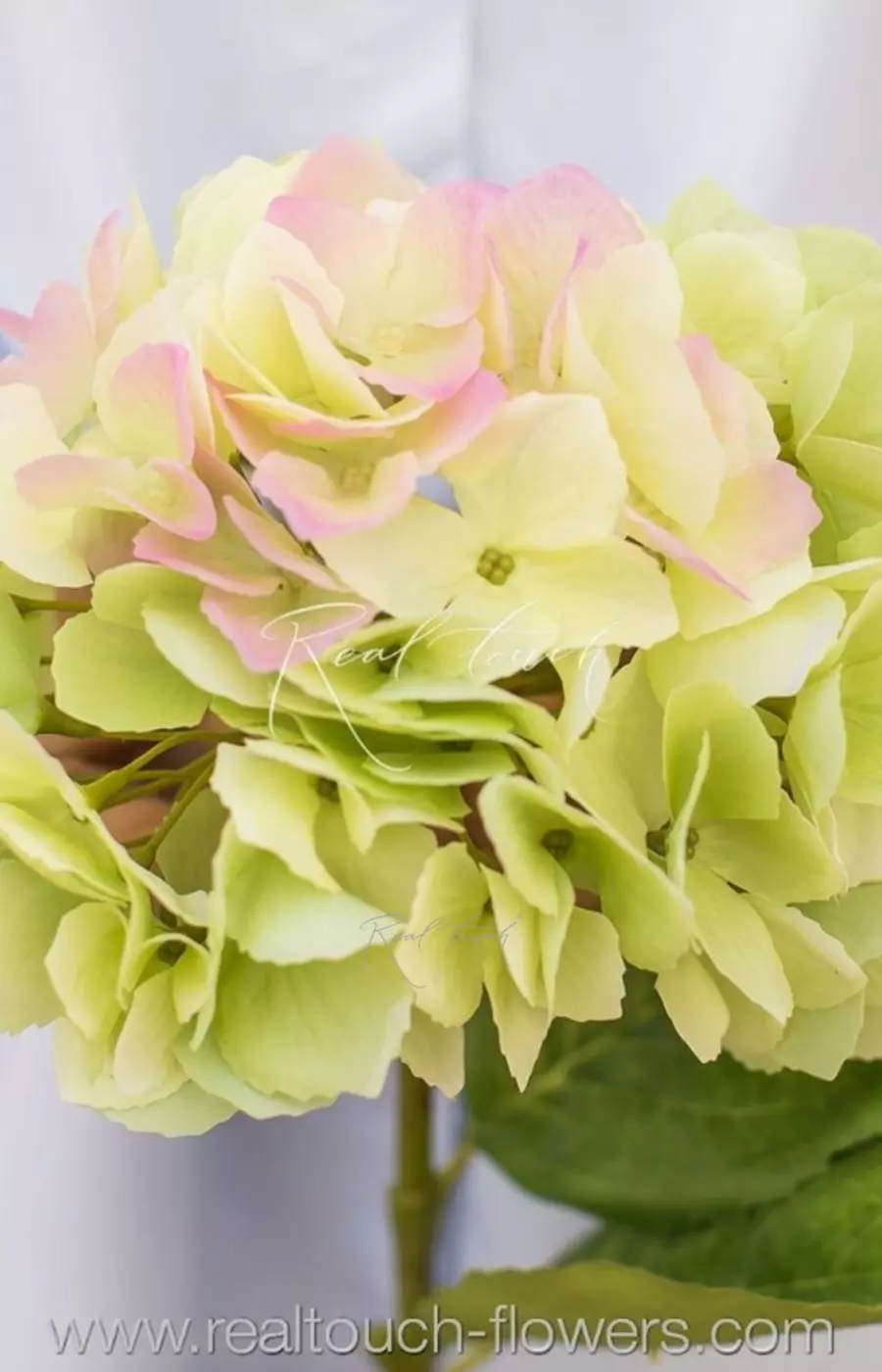 Гортензия с зубчиками на стебле - Зеленый Гортензия с зубчиками на стебле - Зеленый