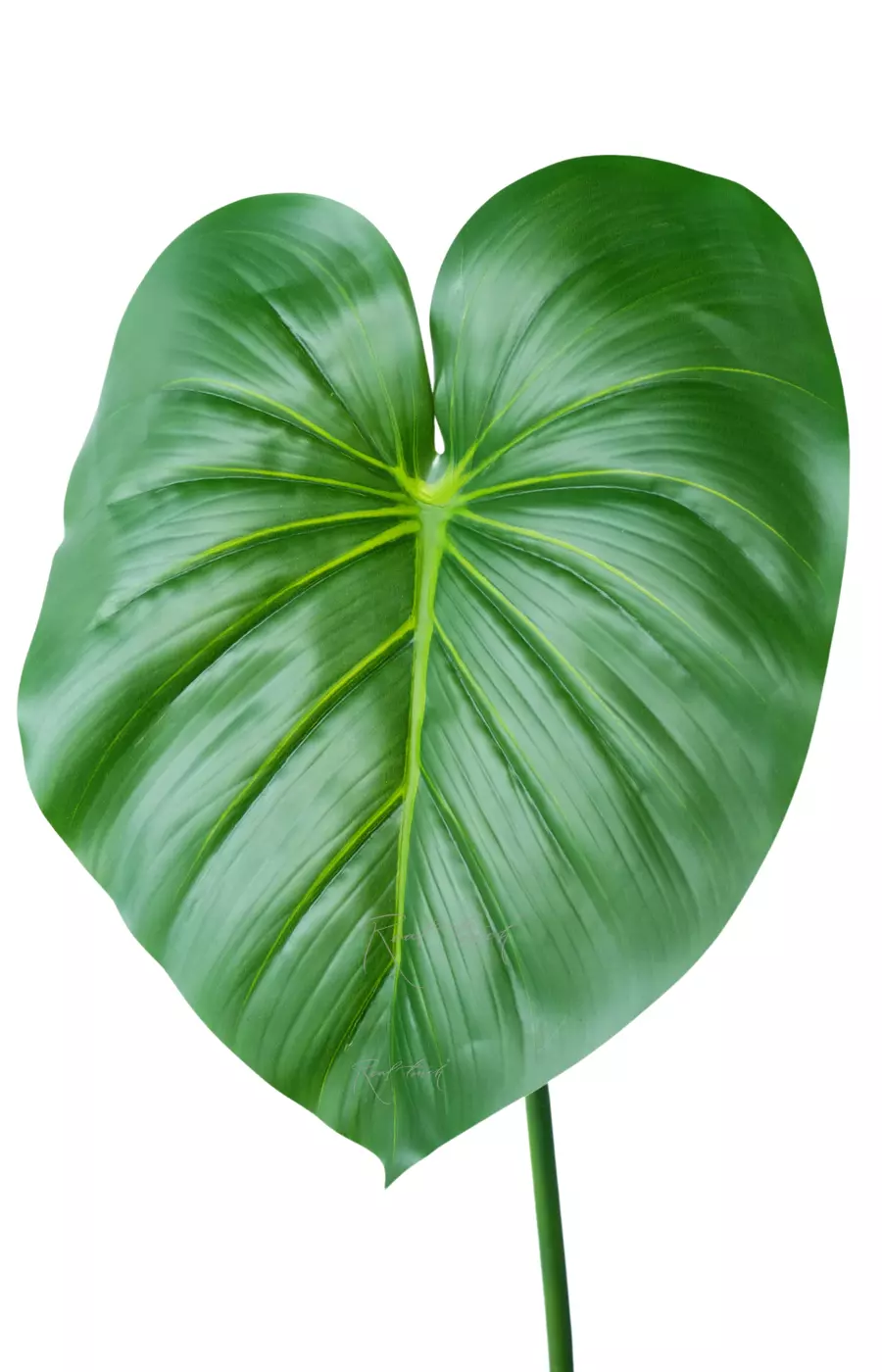 Лист Филодендрона большой  - Зеленый