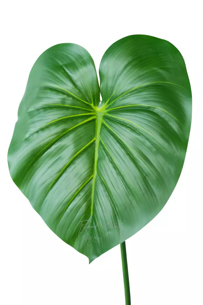 Лист Филодендрона большой  - Зеленый