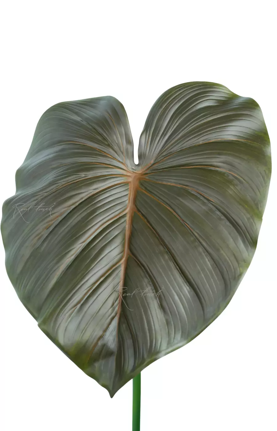 Лист Филодендрона большой  - Зелено-коричневый