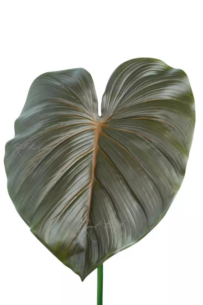 Лист Филодендрона большой  - Зелено-коричневый