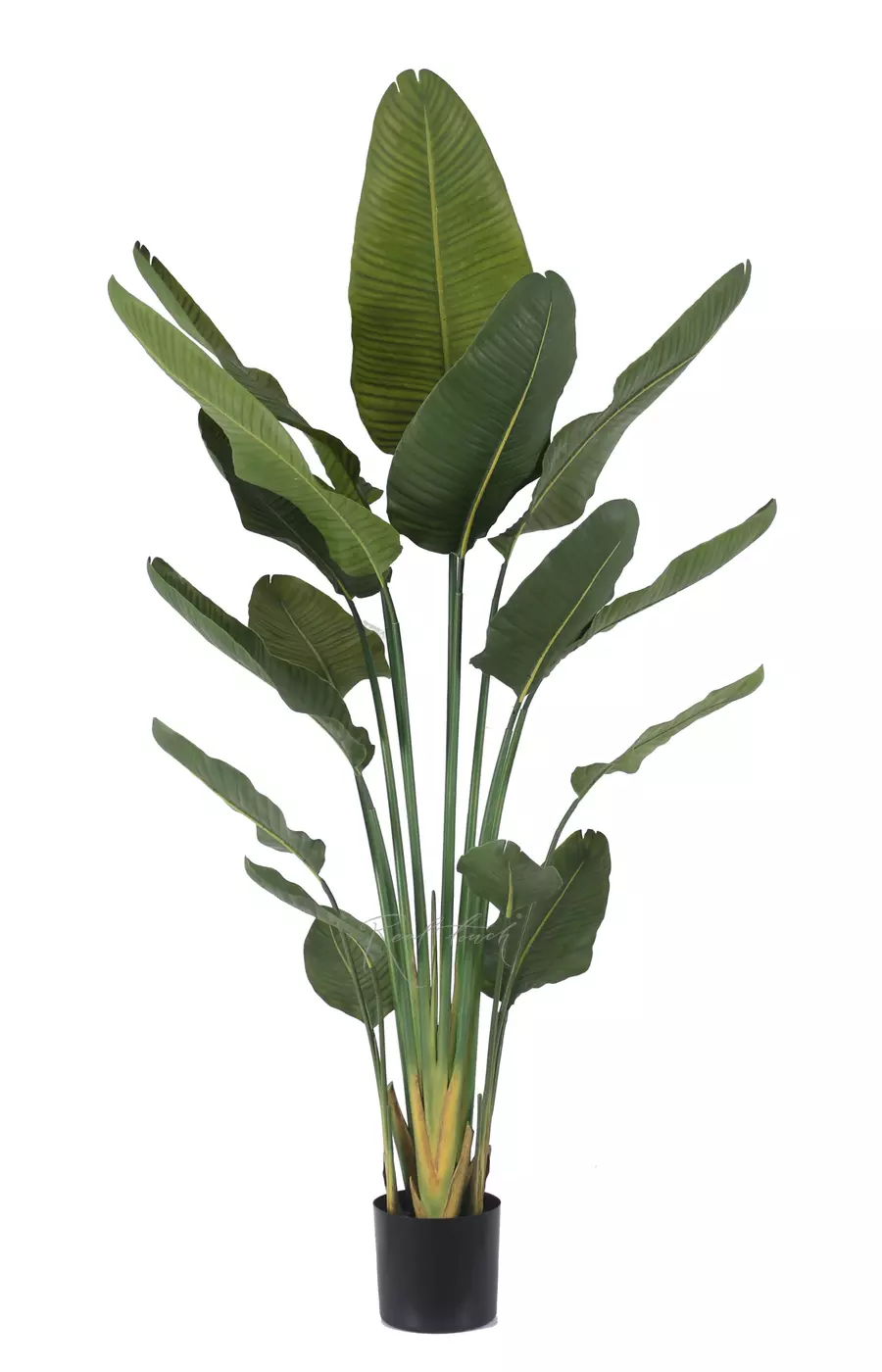 Стрелиция Николая Premium 180 см  - Зеленый