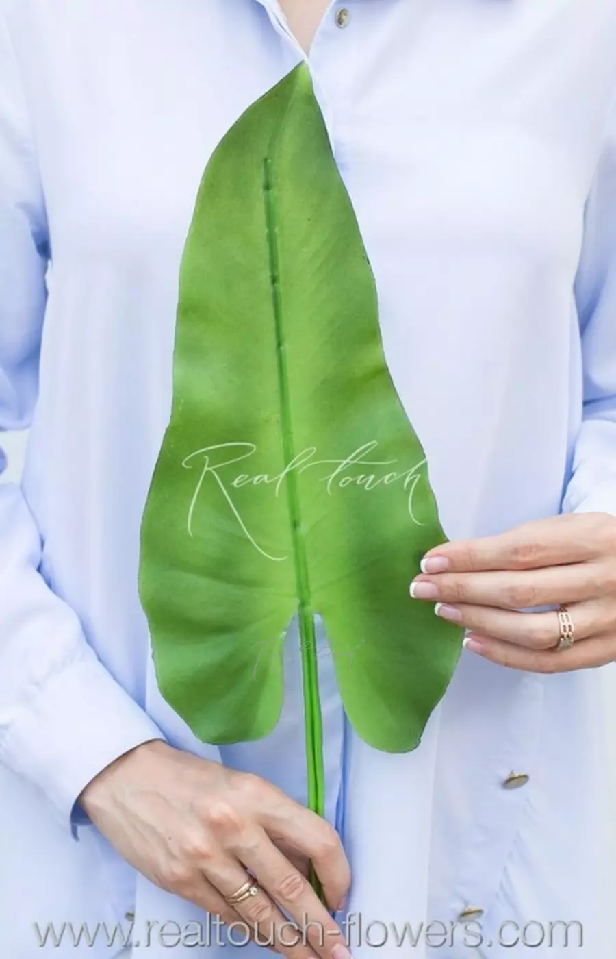 Лист каллы - Зеленый