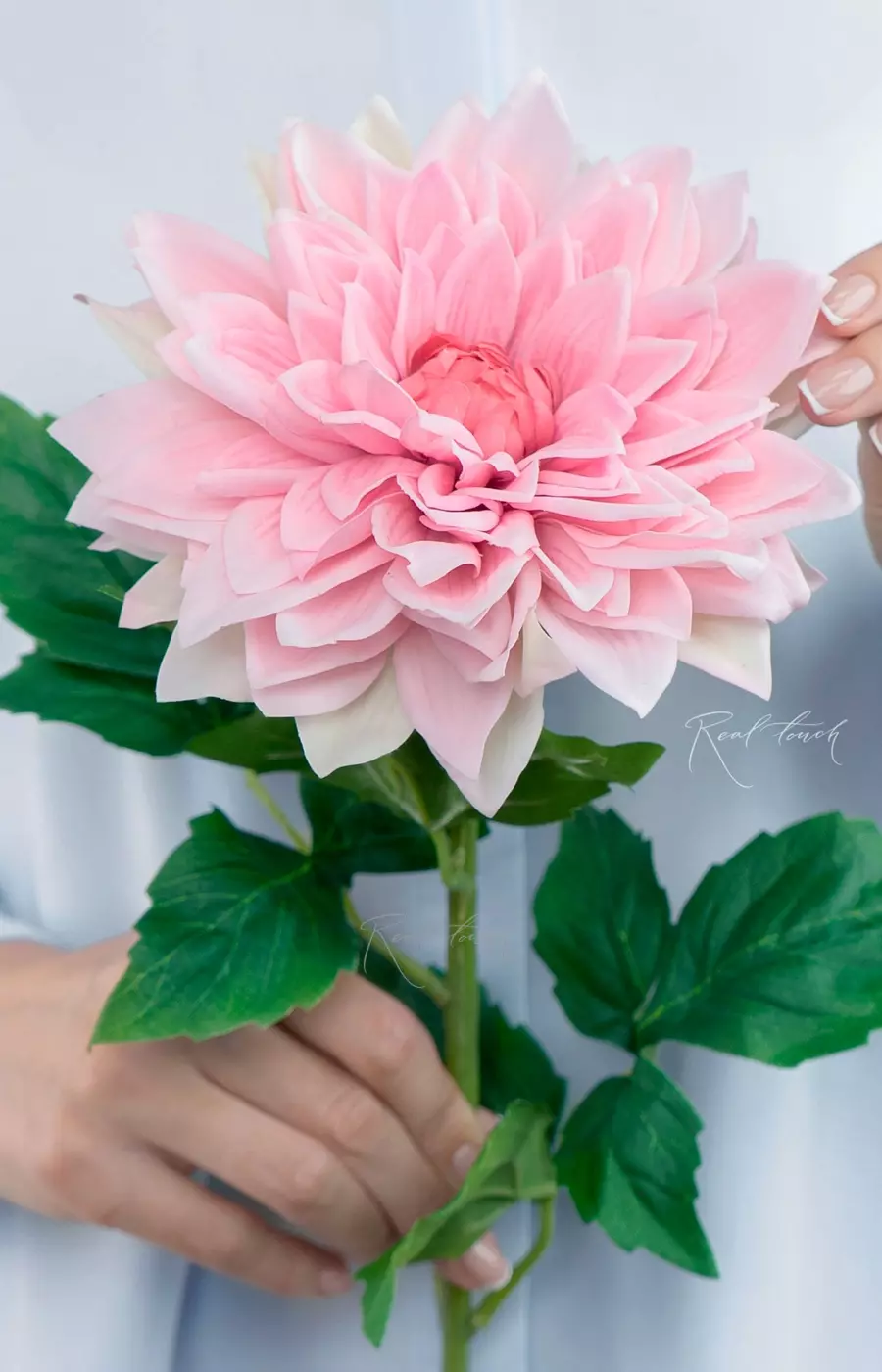 Пионовидный георгин - Розовый Пионовидный георгин - Розовый