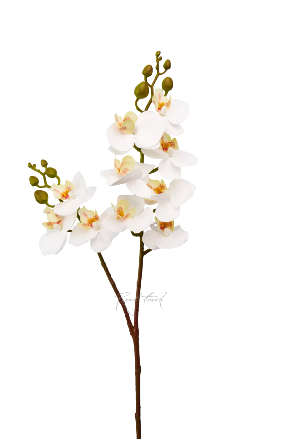 Орхидея фаленопсис малая (2 ветки, 10 соц.)  - Белый