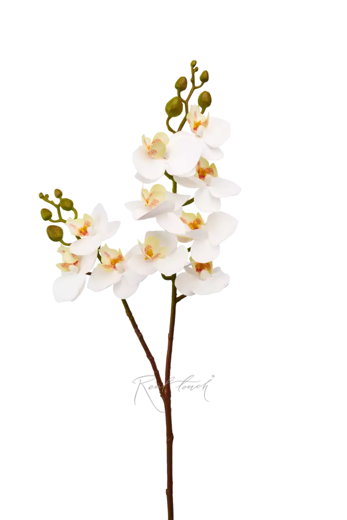 Орхидея фаленопсис малая (2 ветки, 10 соц.) - Белый Орхидея фаленопсис малая (2 ветки, 10 соц.) - Белый