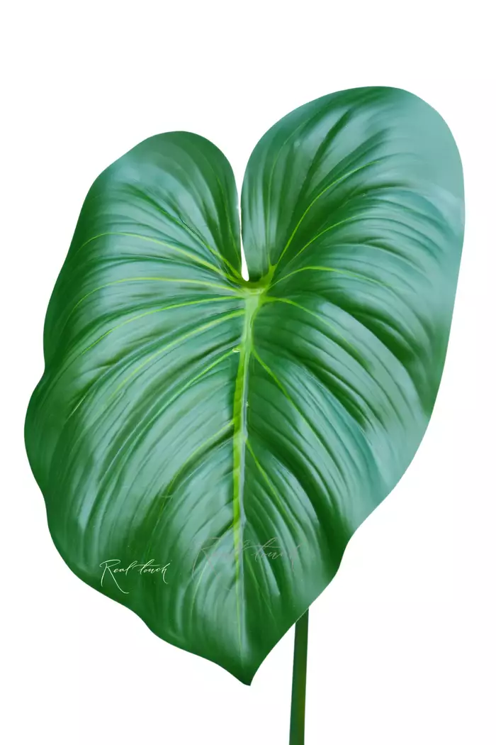 Лист Филодендрона средний - Зеленый