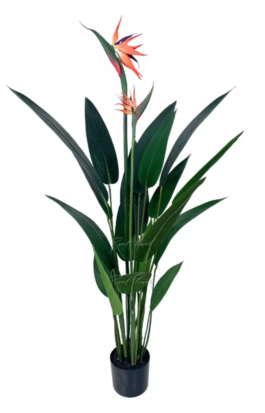 Стрелиция Королевская 120 см (18 листьев) - Зеленый