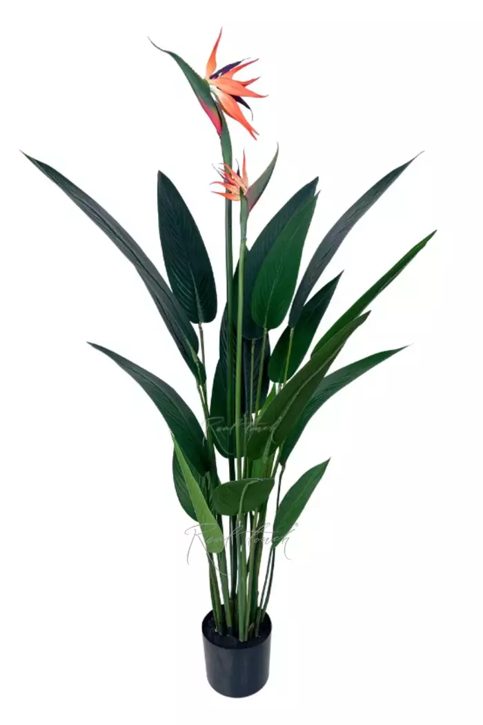 Стрелиция Королевская 120 см (18 листьев) - Зеленый